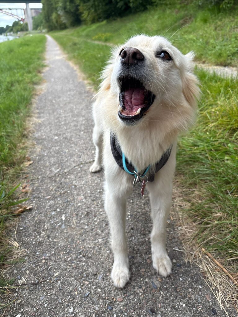 Glücklicher Hund auf einem Spaziergang während des kennenlernen mit dem Gassi-Service in Kiel