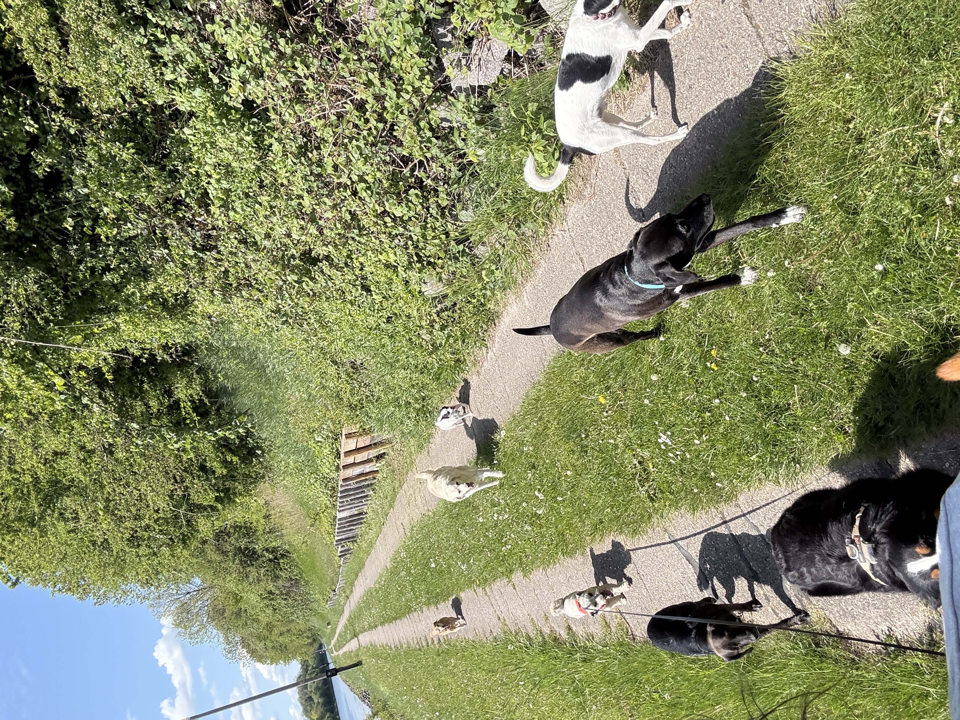 Hunde laufen fröhlich nebeneinander auf einer grünen Wiese 