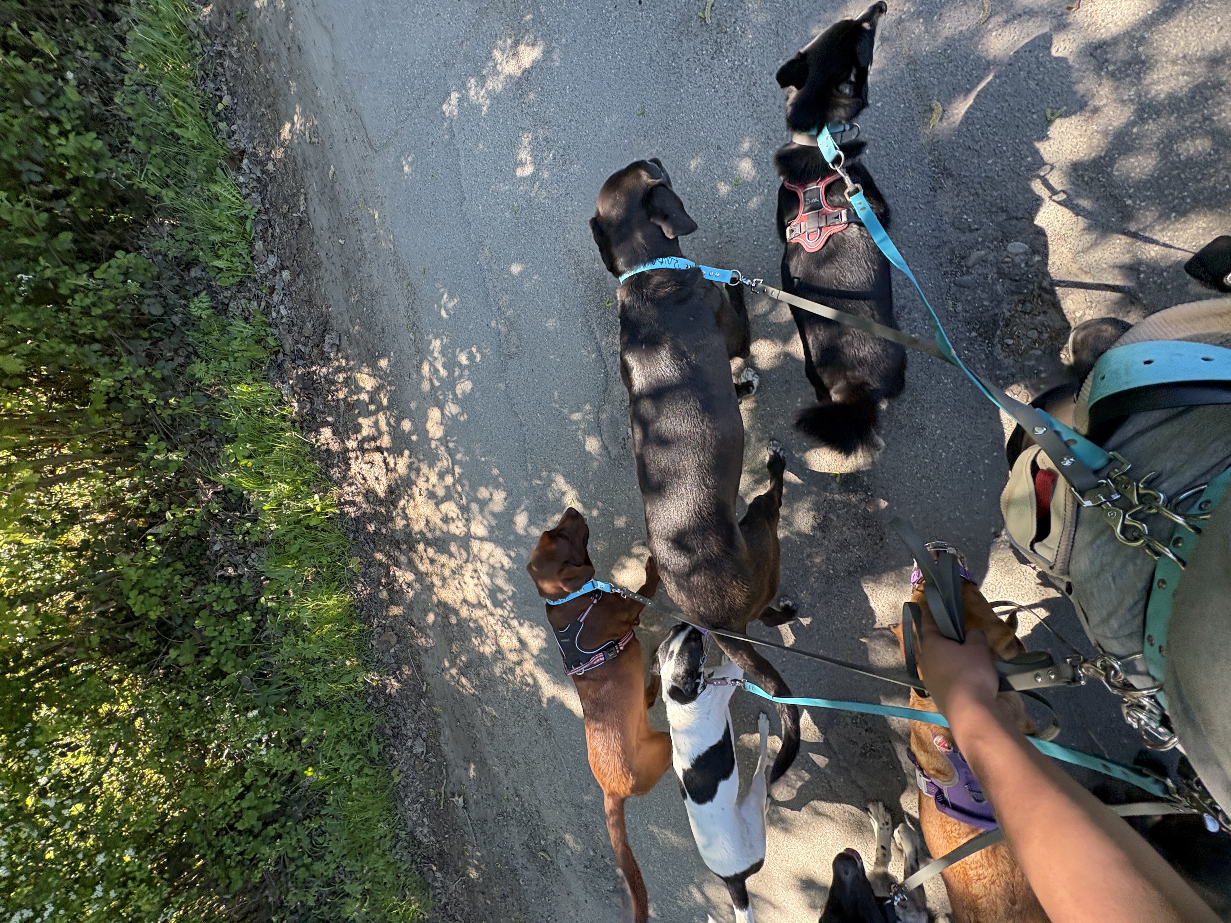 Spaziergang mit mehreren Hunden auf dem Land bei Förde-Hunde Kiel. 