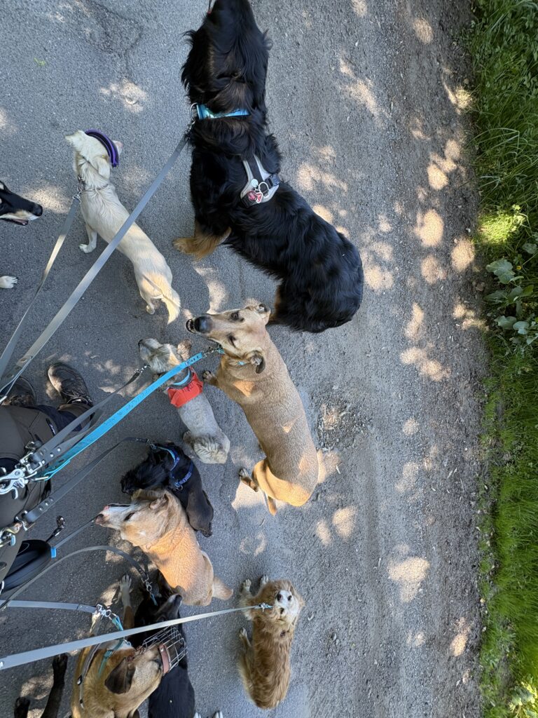 Lehrer Hunde laufen angeleint bei einem Spaziergang mit Förde-Hunde Kiel. 