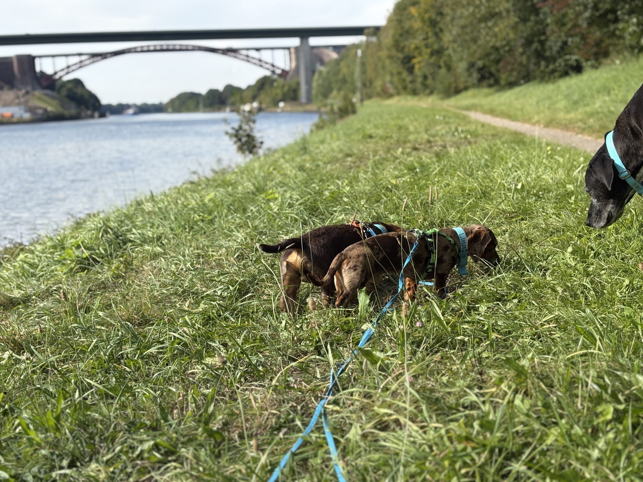 Hunde erkunden gemeinsam die Wiese auf einem Spaziergang mit Förde-Hunde Kiel. 