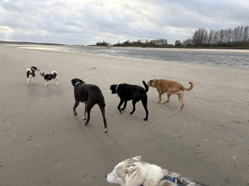 Spaziergang mit mehreren Hunden am Strand mit Förde-Hunde Kiel
