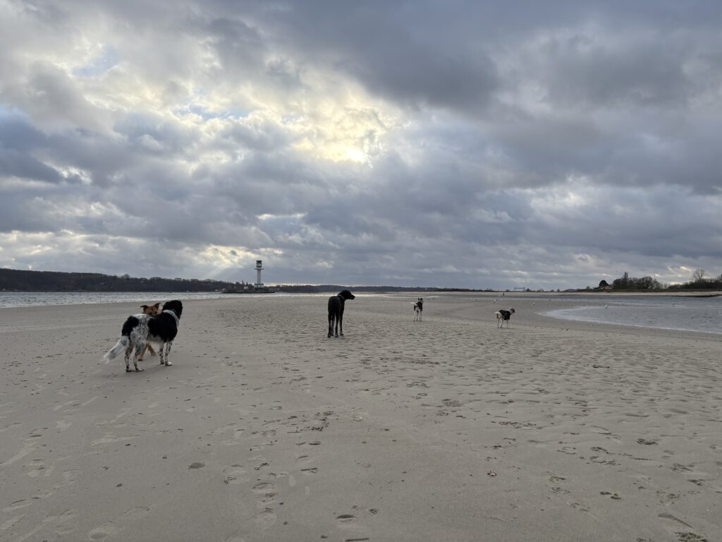 Hudnegruppe auf Spaziergang auf einer Sandbank mit Förde-Hunde Kiel
