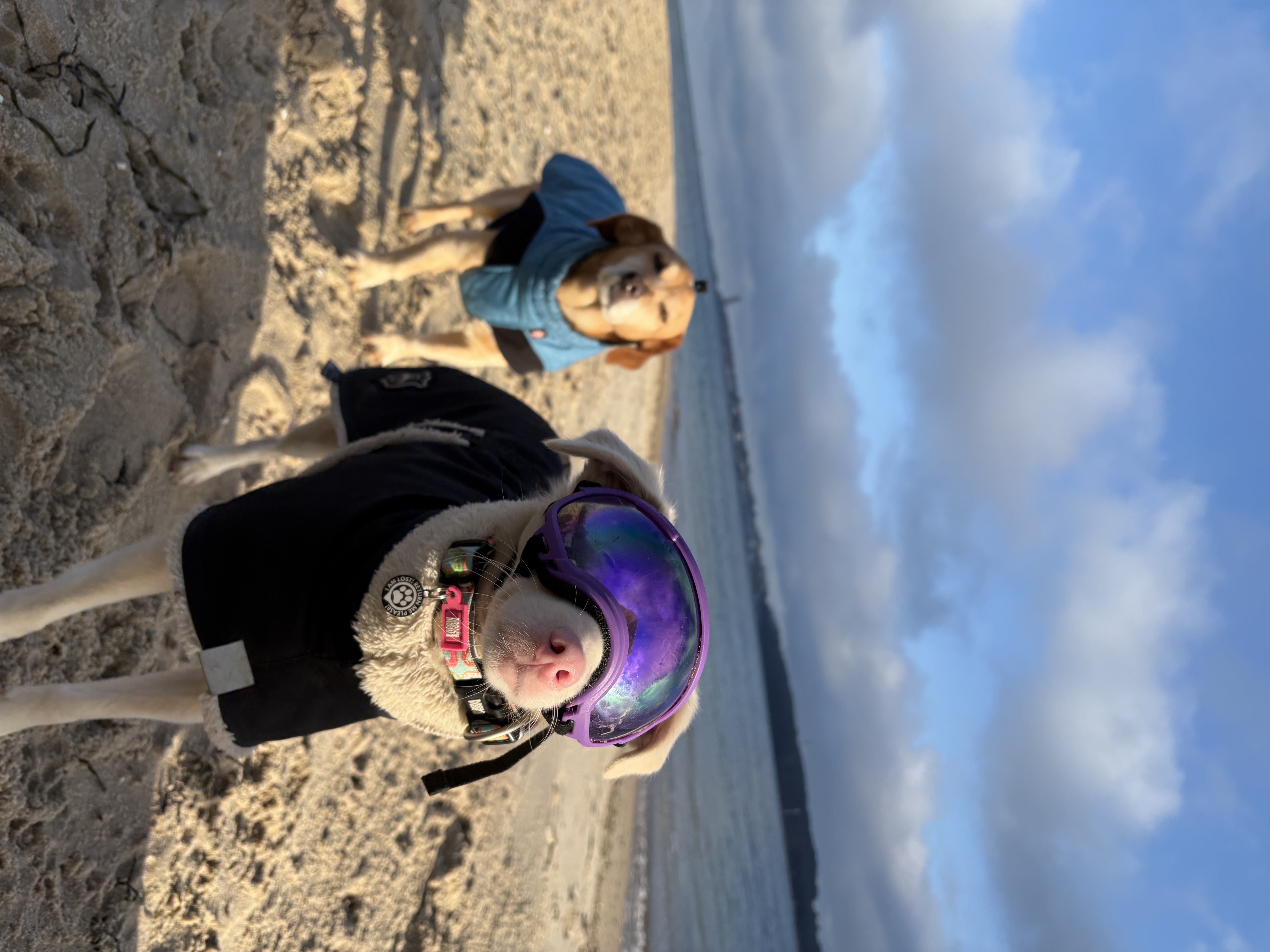 Spaziergang mit zwei Hunden im Mantel am Strand von Kiel. 