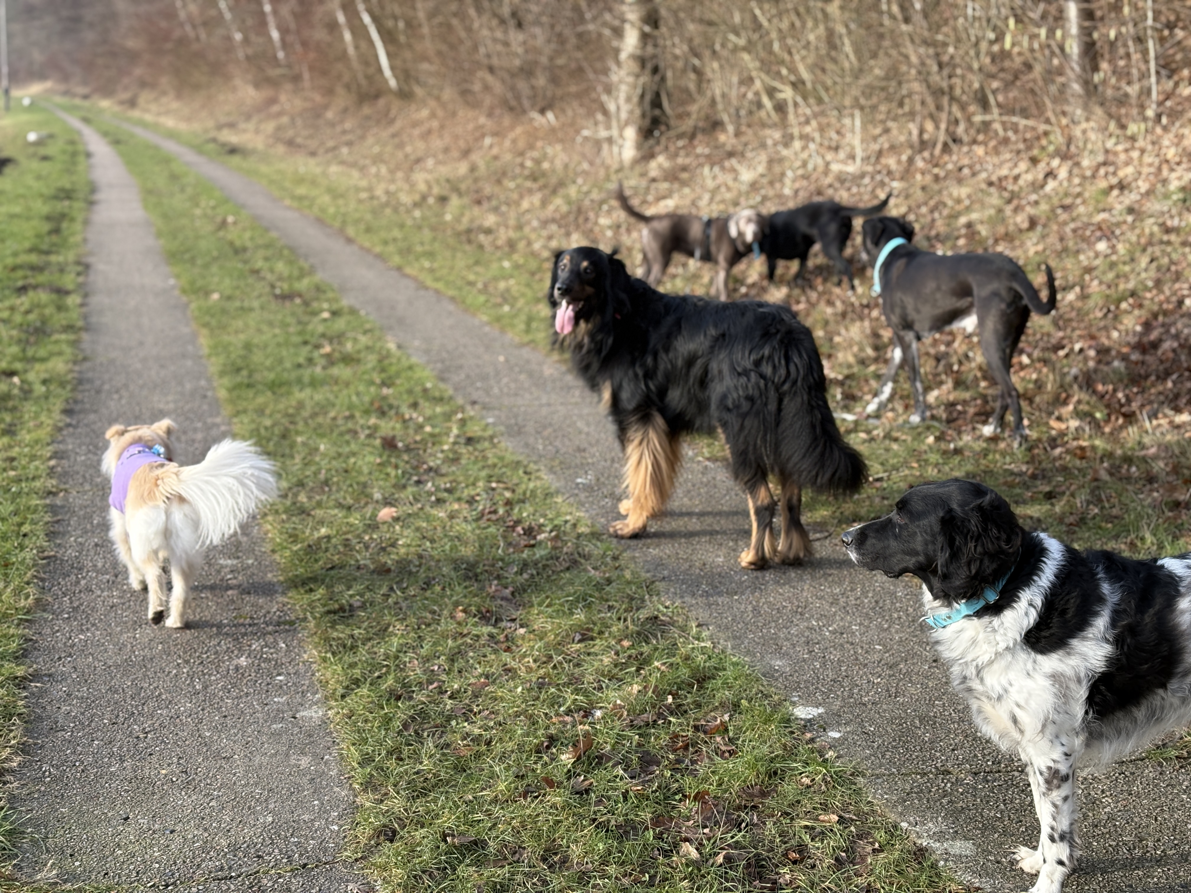 Mehrere Hunde Spazieren auf einem Feldweg