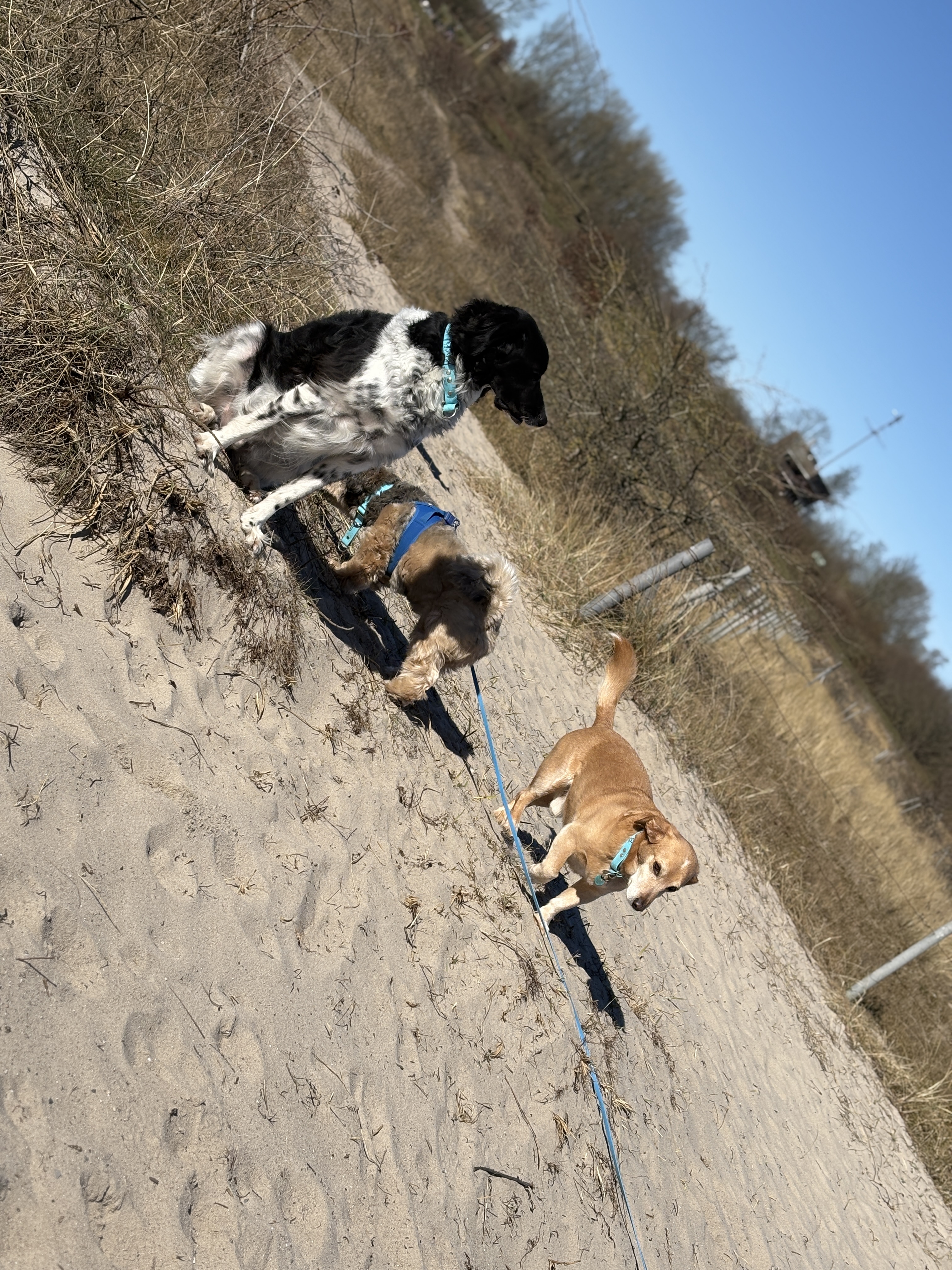 Mehrere Hunde sitzen in den Dünen. 