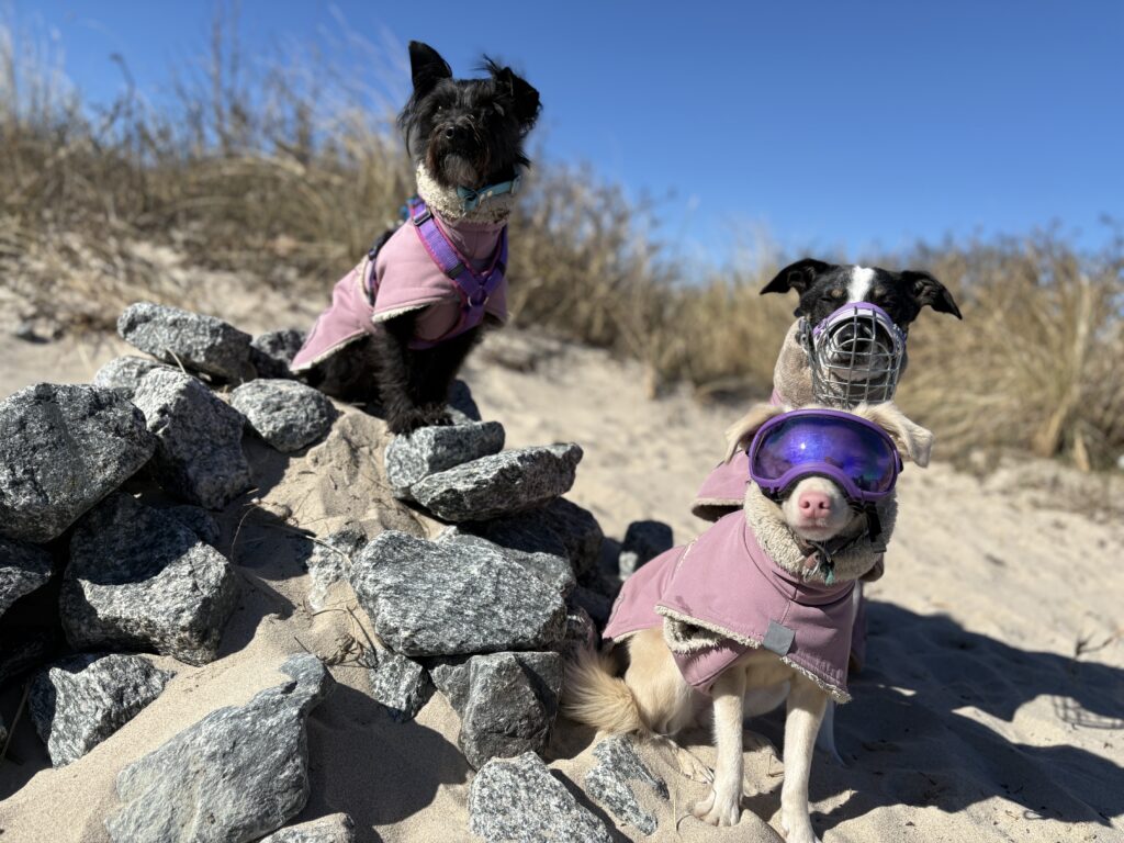 Drei Kleine Hunde mit Mänteln sitzen auf einem Felsen am Strand. 