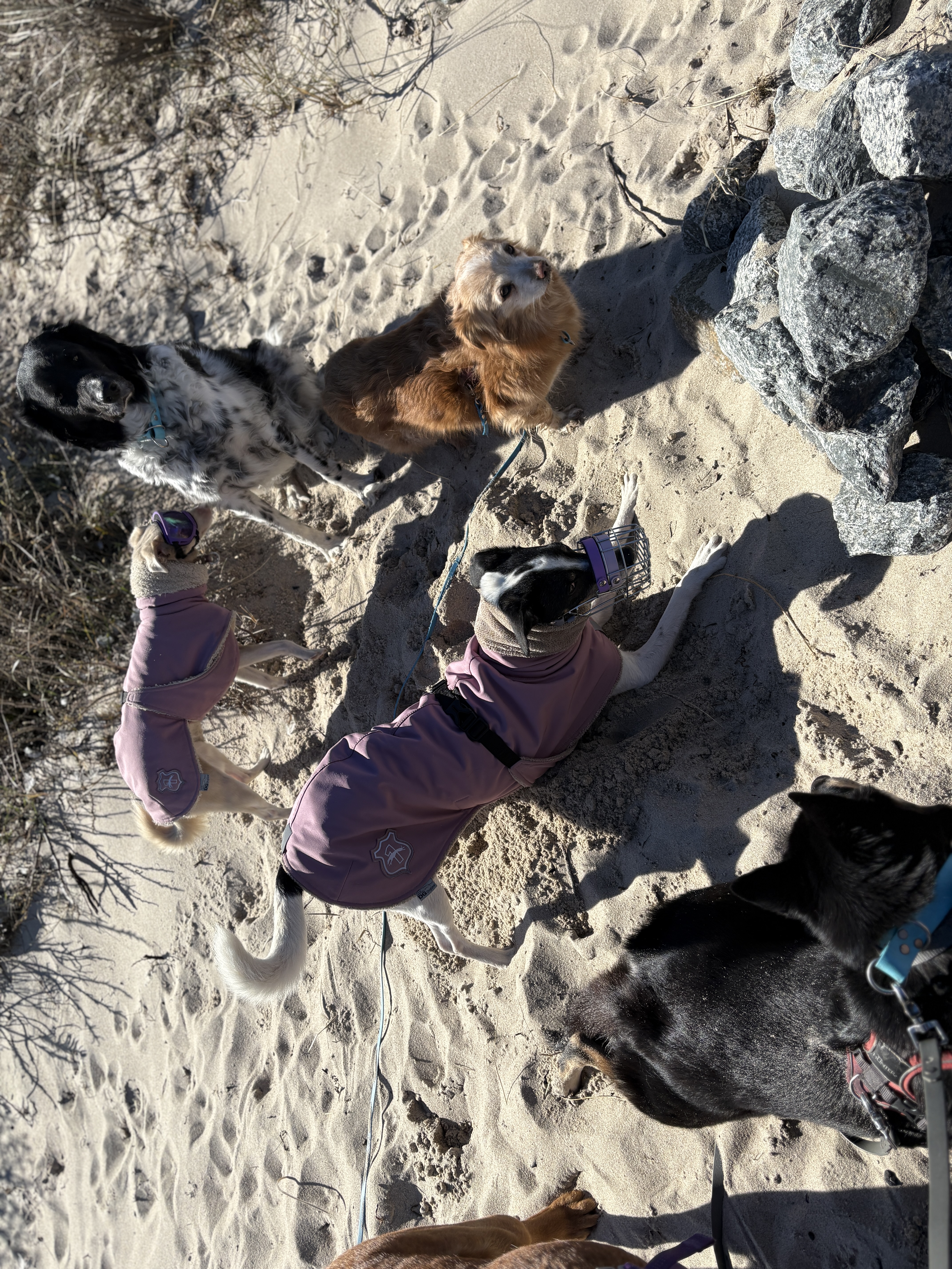 Lehrer Hunde toben und spielen am Sandstrand. 
