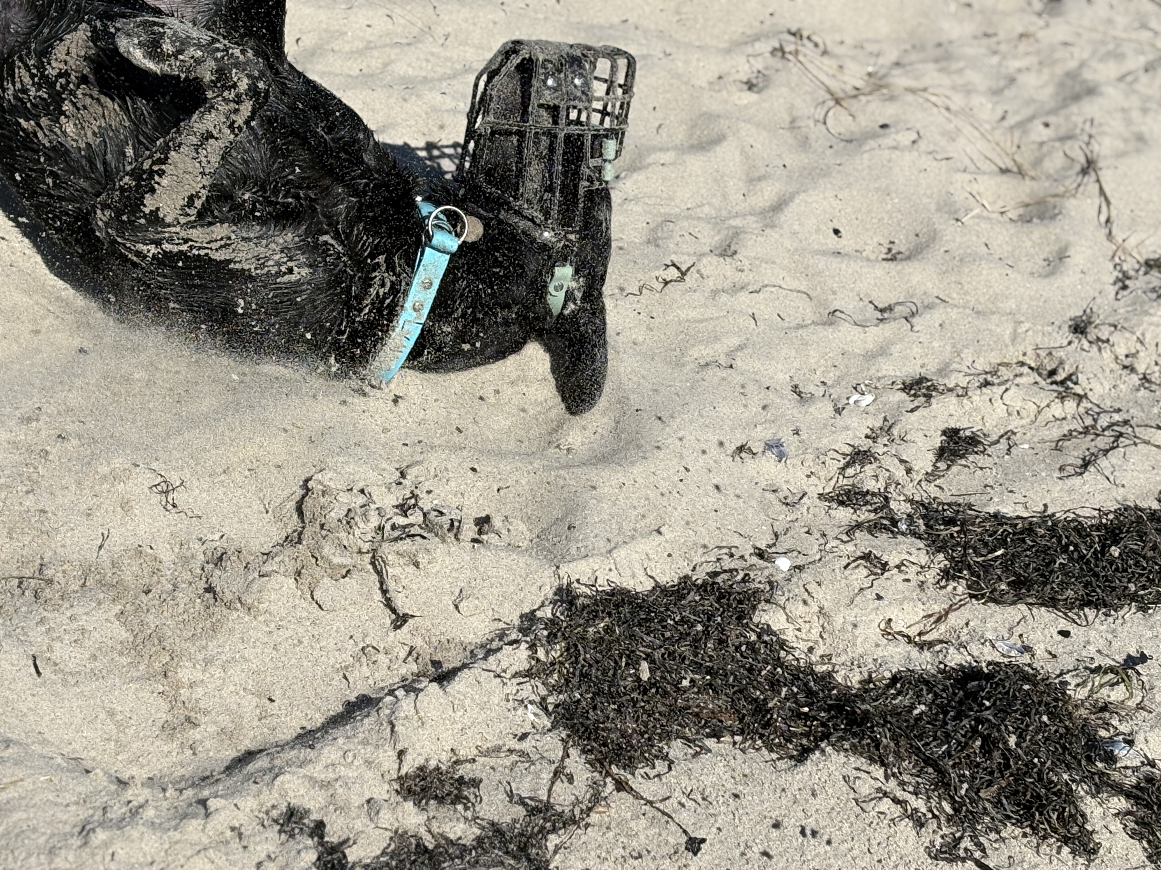 Hund mit Maulkorb wälzt sich im Sand am Meer. 