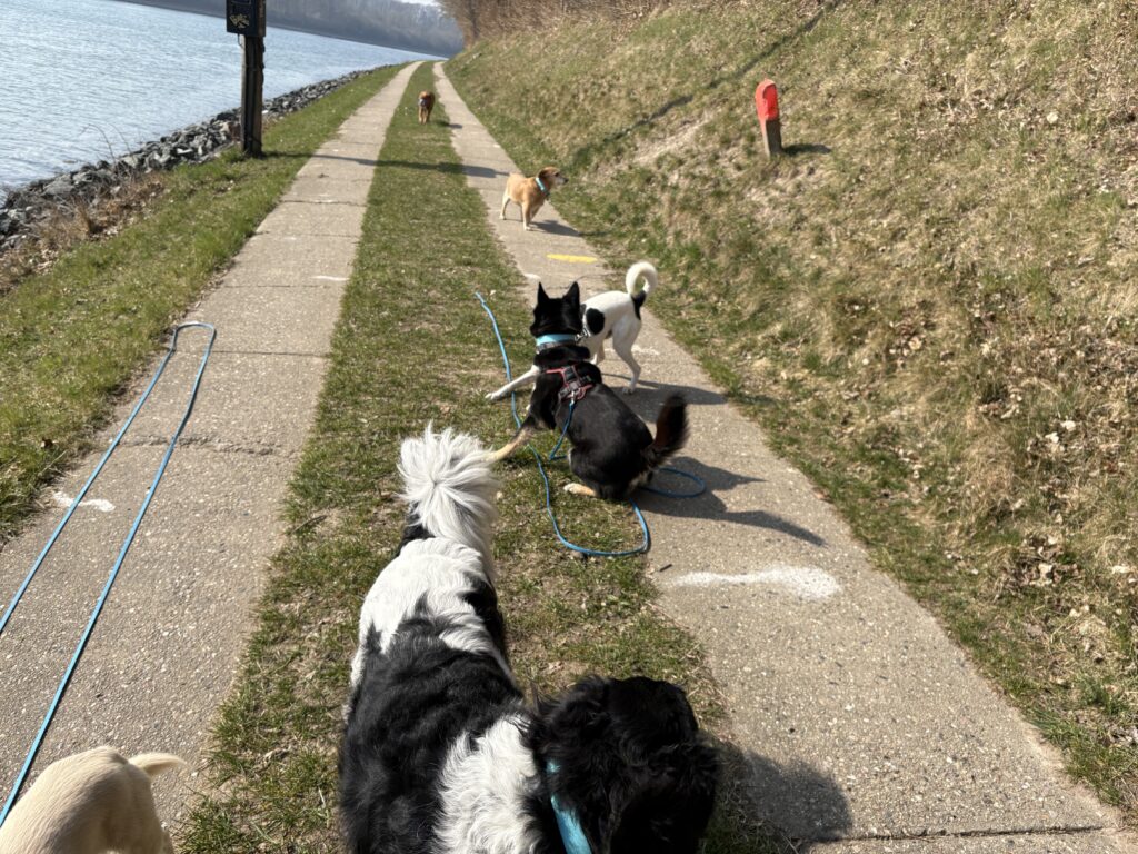 Hunde beim Gruppenspaziergang mit Förde-Hunde Kiel auf einem Sonnigen Feldweg. 