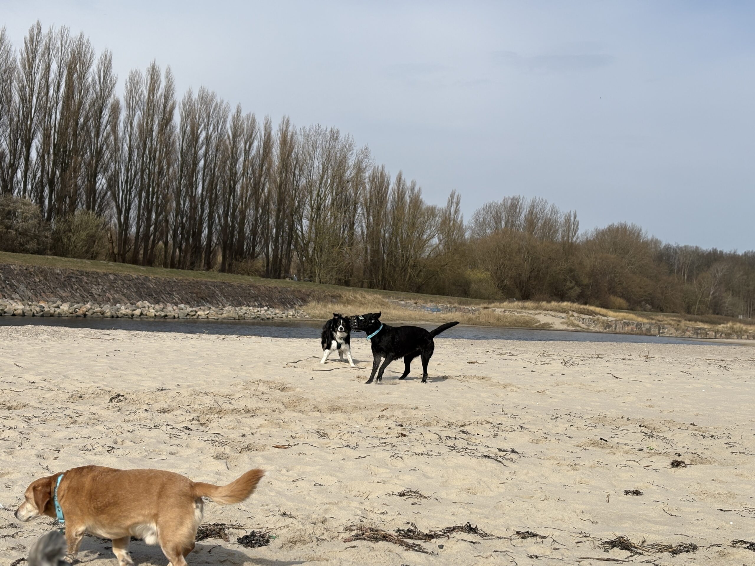 Hunde laufen gemeinsam am Strand entlang bei einem Spaziergang von Förde-Hunde Kiel