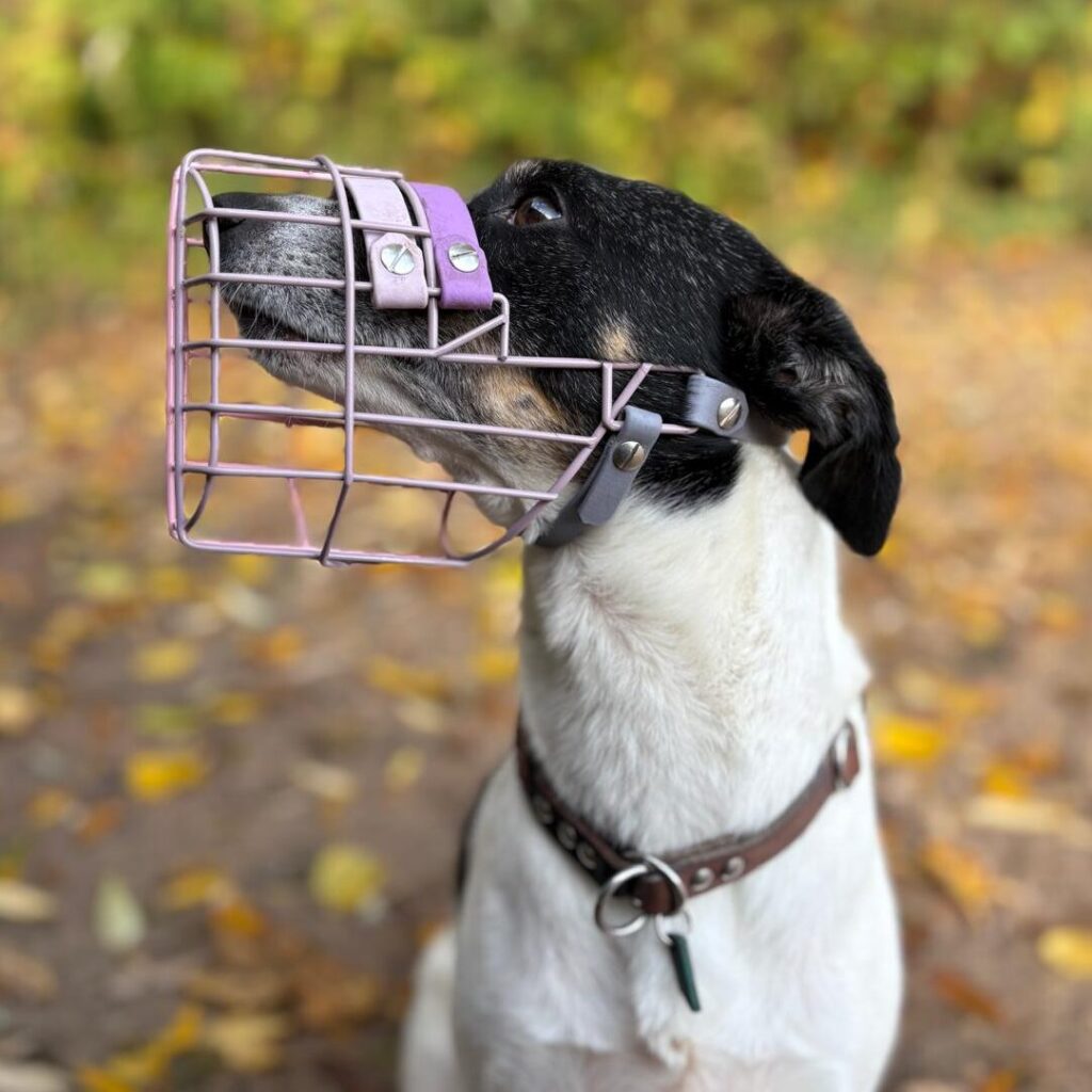 Gassi Service Kiel - Professionelle Maulkorbberatung - Förde Hunde