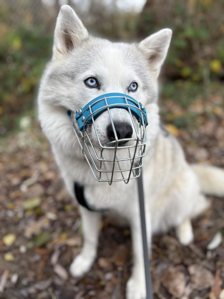 Maulkorbberatung Kiel - Husky mit individuell angepasstem Maulkorb 